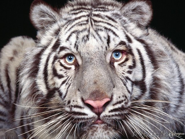 качественная расклейка обьявлений в алматы - Изображение #1, Объявление #430516