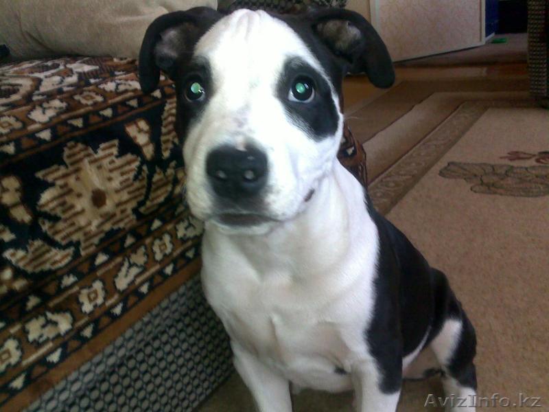 сведу породестого красавца - Изображение #1, Объявление #478499