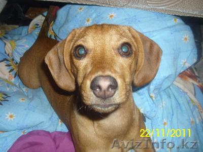 Продам щенков такс 2 месячные - Изображение #1, Объявление #464847