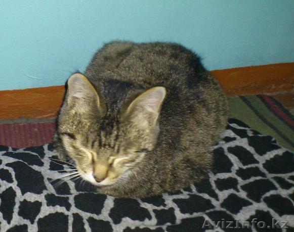 Котенок ищет дом - Изображение #1, Объявление #473774