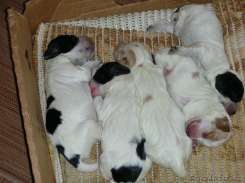 щенки русскогоохотнечьего спаниеля - Изображение #1, Объявление #462777