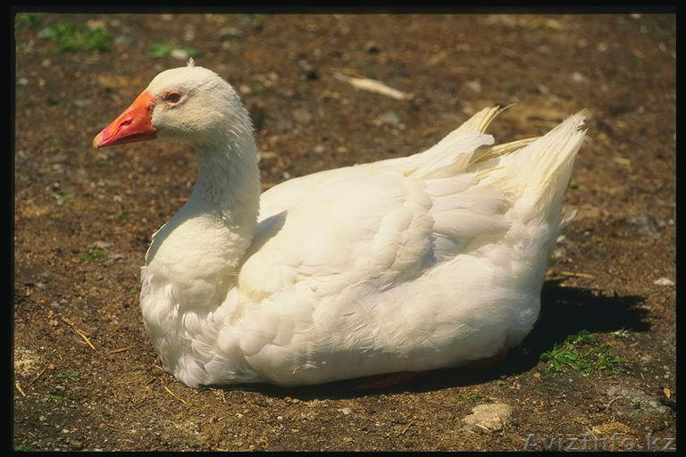 Продам гусей домашних откормленных - Изображение #1, Объявление #478888