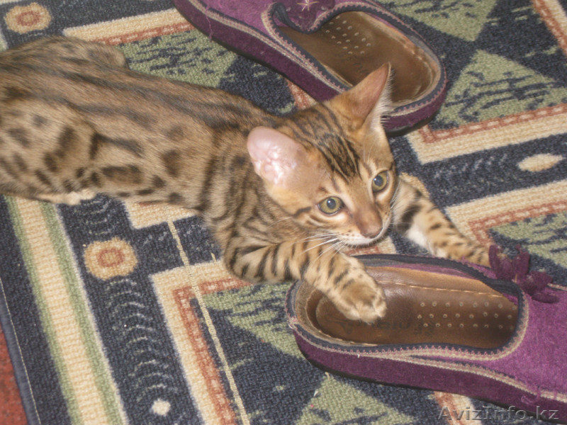 продам кортенка бенгальской породы - Изображение #1, Объявление #471672