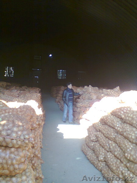 Лук репчатый голландский сорт Кассиопея - Изображение #1, Объявление #478632