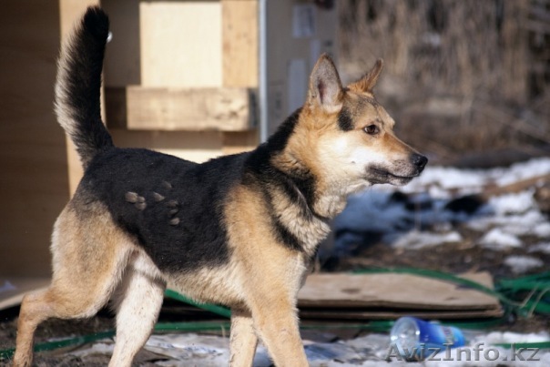 Красивый, умный и добрый песик Гуф ищет хозяев!!!! - Изображение #1, Объявление #482906