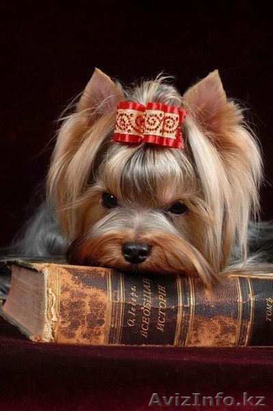 Продаю щенков Йоркширского терьера - Изображение #1, Объявление #478302