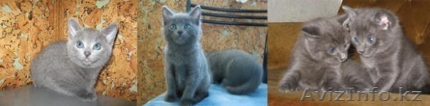 котенок (Русская голубая) - Изображение #1, Объявление #470505