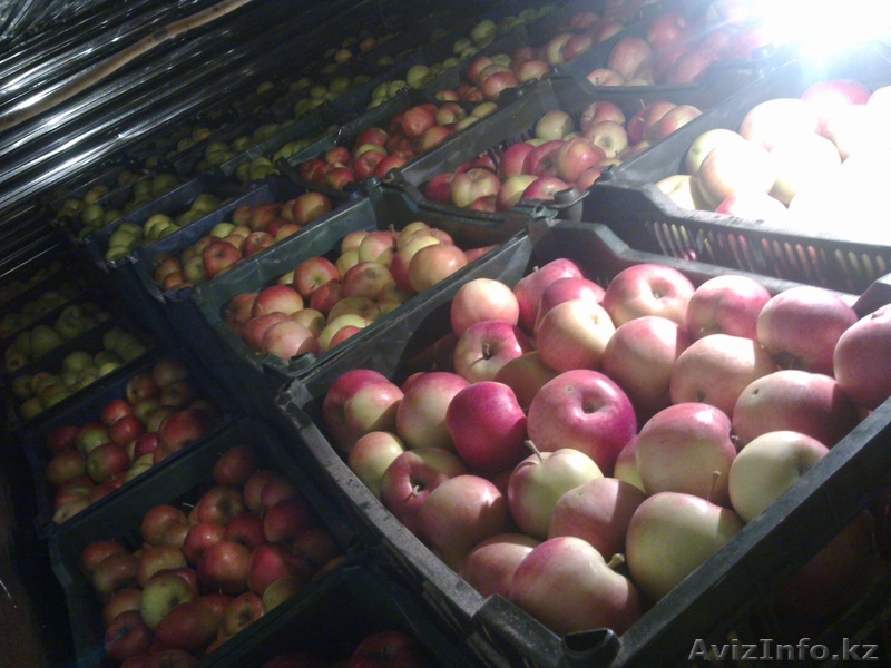 Продам яблоки. Золотой превосходный - Изображение #1, Объявление #485376