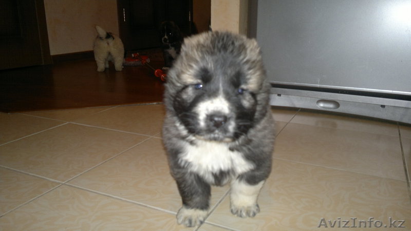 щенков кавказской овчарки - Изображение #1, Объявление #516957