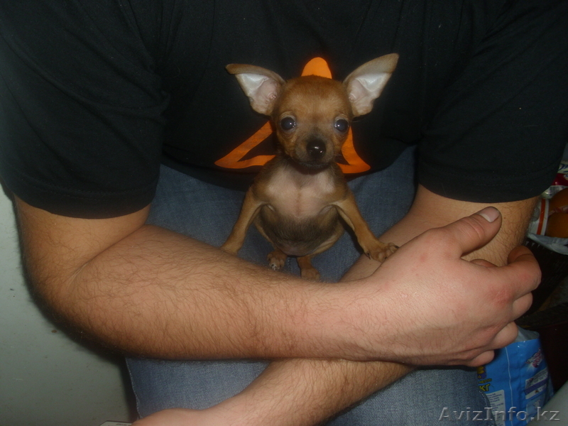 Продам щенка породы той-терьер. - Изображение #1, Объявление #501262