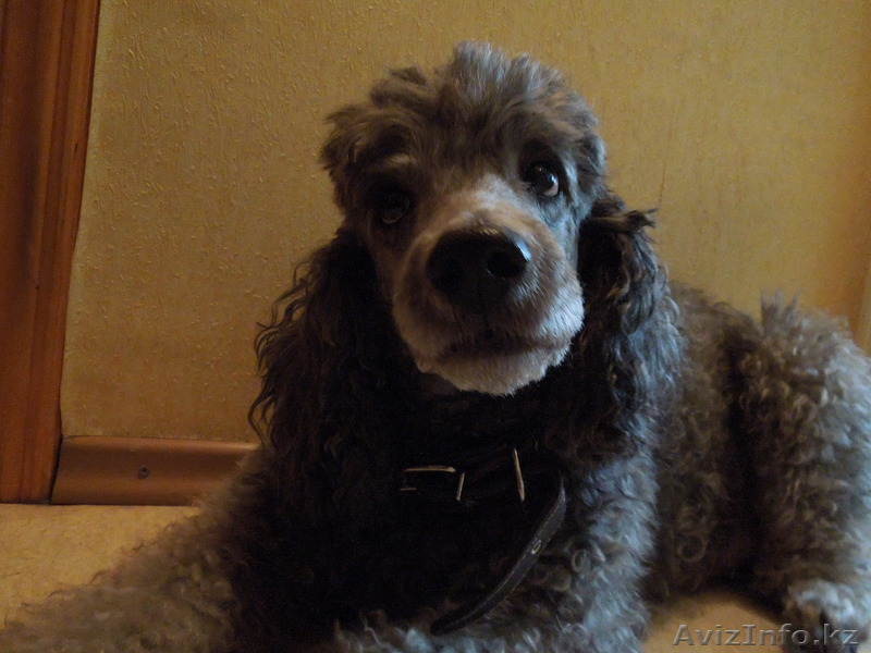 отдам пуделя в хоршие руки - Изображение #1, Объявление #486625