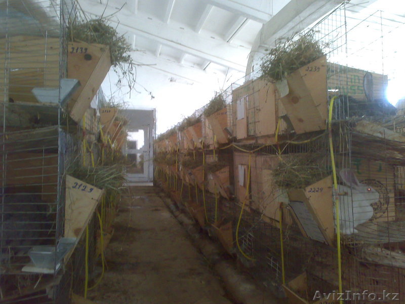 Кролик и мясной породы - Изображение #1, Объявление #493384