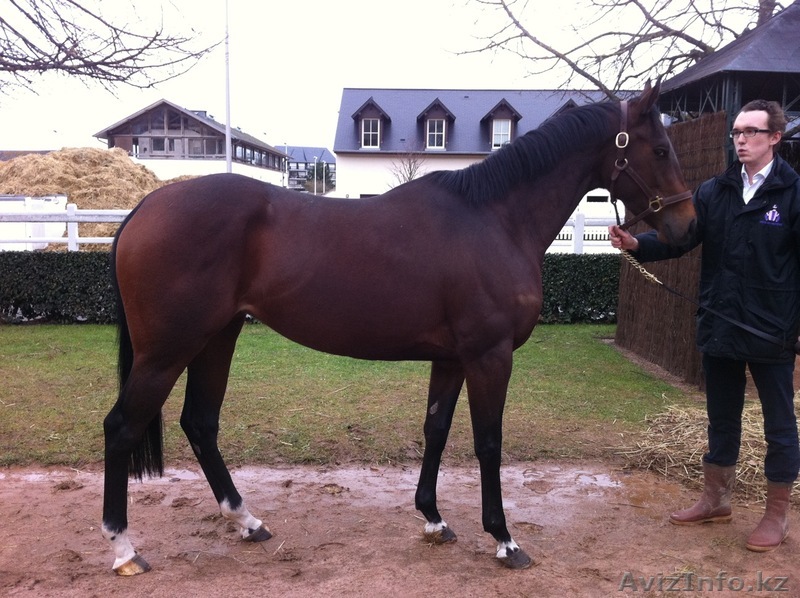 Лошади английской породы - Изображение #1, Объявление #513575