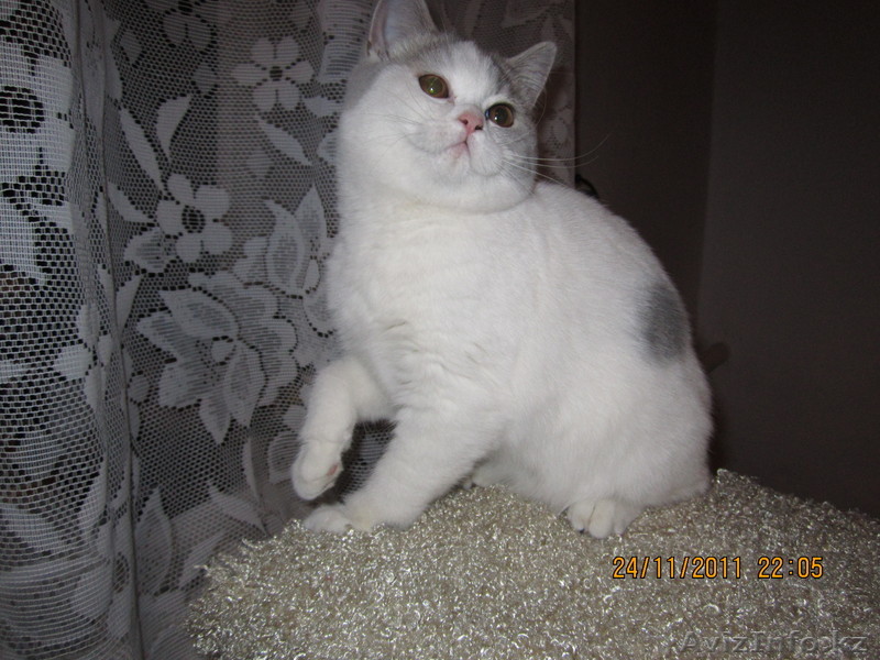 Британская короткошерстная - Изображение #1, Объявление #498269