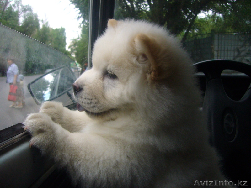 татьяна сот 87776484757,дом 385-59-68 - Изображение #1, Объявление #498567