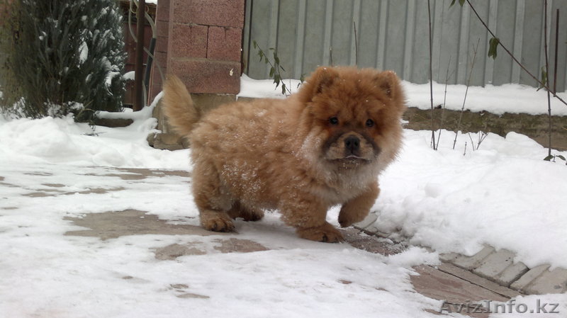 ЧАУ-ЧАУ элитный щенок с родословной "львенок" - Изображение #1, Объявление #488159