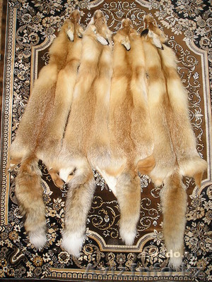 Продам шкуры лисы - Изображение #1, Объявление #492648