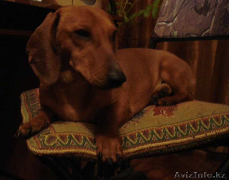 Такса для вязки - Изображение #1, Объявление #491408