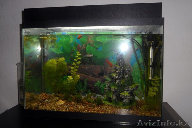 Аквариум на 65 литров - Изображение #1, Объявление #516465