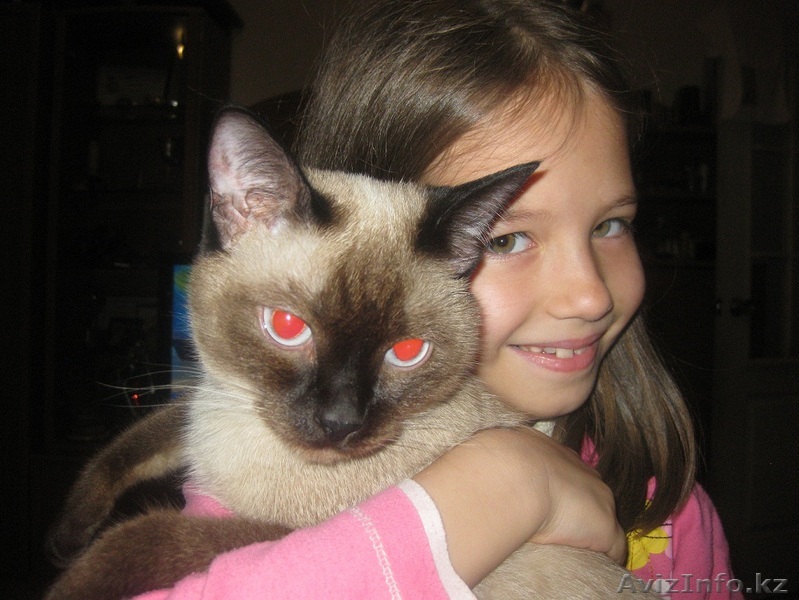 Отдам в хорошие руки тайскую кошку - Изображение #1, Объявление #483809