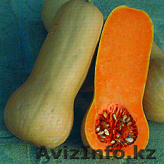 Продам семена тыквы - Изображение #1, Объявление #488619