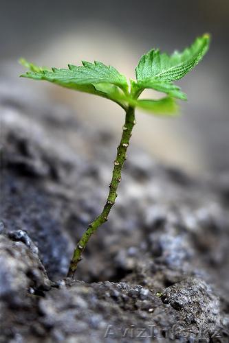 Продажа seLitry - Изображение #1, Объявление #531369