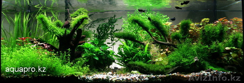АКВАРИУМЫ. Обслуживание, изготовление. - Изображение #1, Объявление #543210