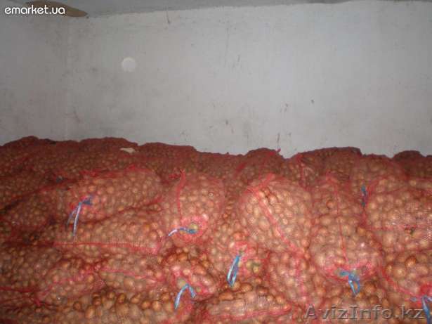 Продам или поменяю голландскую картошку Санте - Изображение #1, Объявление #556381