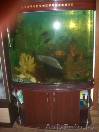 Продам завод. аквариум 360л.-180000тг. в подарок рыбы и оборудование - Изображение #1, Объявление #532597