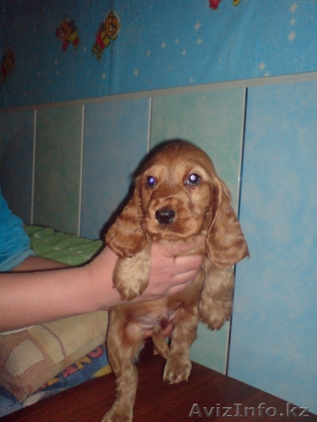 Щенки Английского Кокер-спаниеля - Изображение #1, Объявление #523417