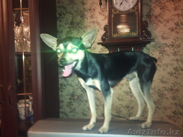 Ищу девочку для Той-терьера - Изображение #1, Объявление #551883