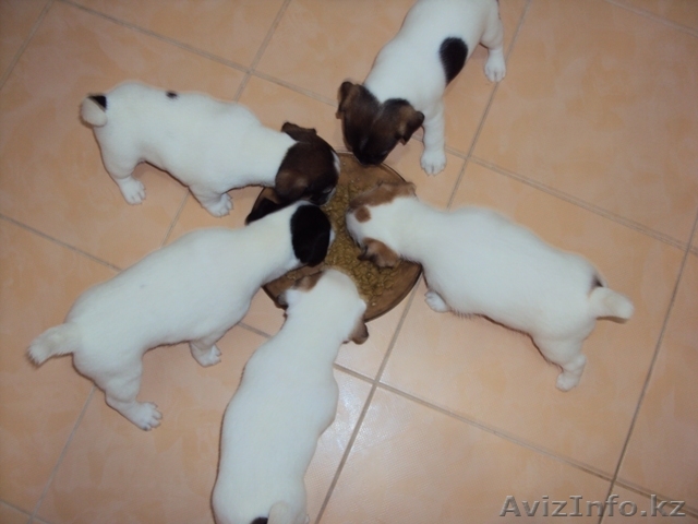Щенки джек рассел терьера с отличной родословной FCI - Изображение #1, Объявление #530446