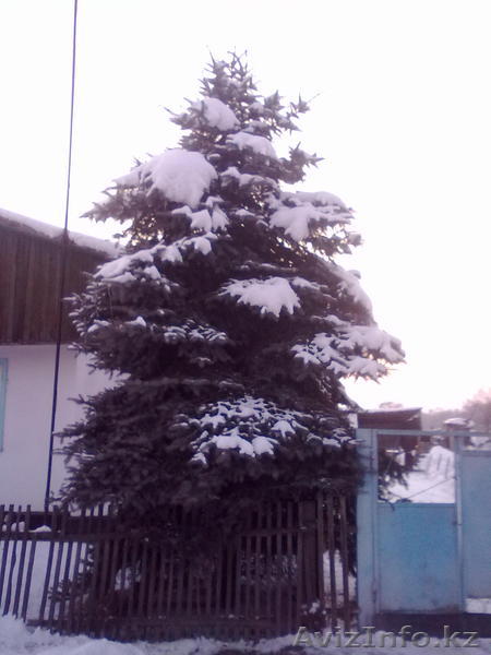 призидентская ель - Изображение #1, Объявление #552426