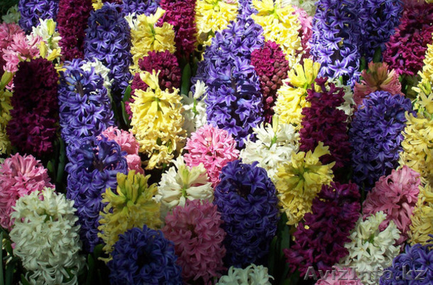 Продам Гиацинты к 8 марта - Изображение #1, Объявление #538968