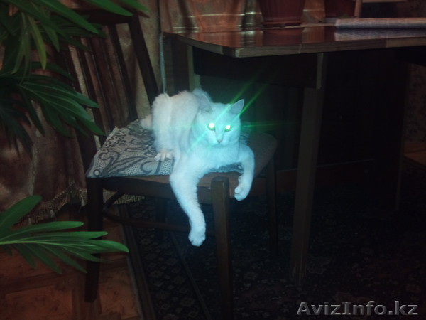Белый кот Маркиз - Изображение #1, Объявление #551892