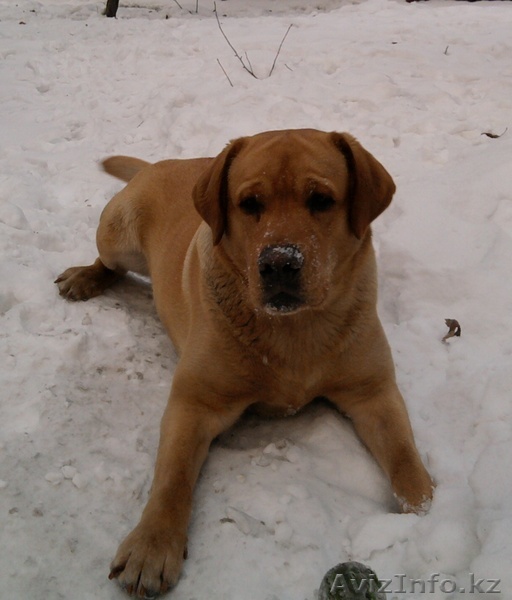 Кобель лабрадор ретривер для вязки - Изображение #1, Объявление #548610