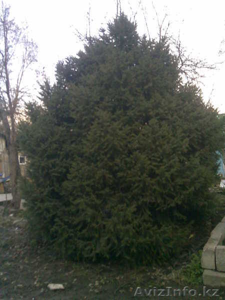 Живая зелёня ёлка пушистая - Изображение #1, Объявление #603676