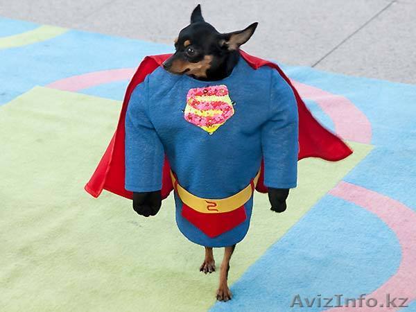 Удивительное Шоу Дрессированных Животных  - Изображение #1, Объявление #599964