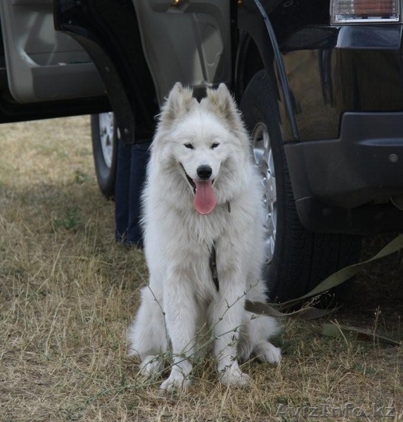 25 марта 2012 г. потерялся кобель Самоедской лайки - Изображение #1, Объявление #596784