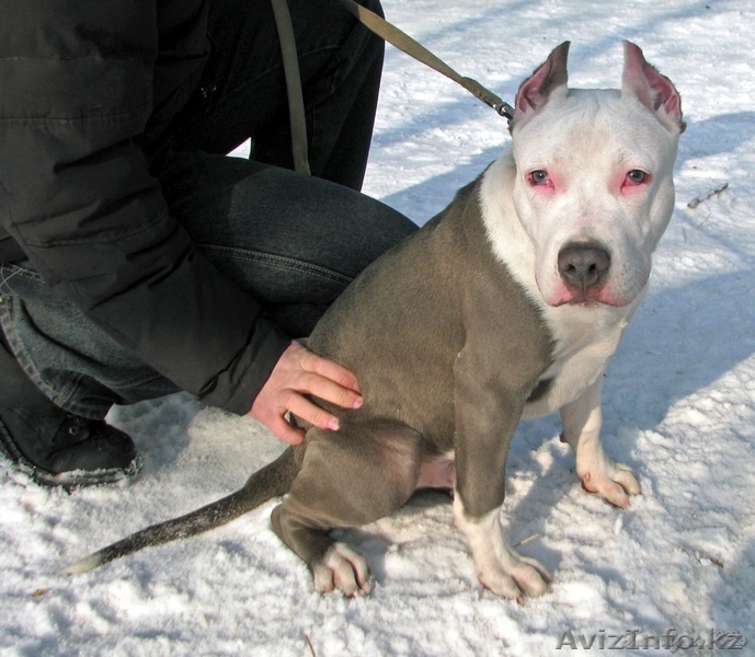 пропал щенок американского стаффордширского терьера                              - Изображение #1, Объявление #602451
