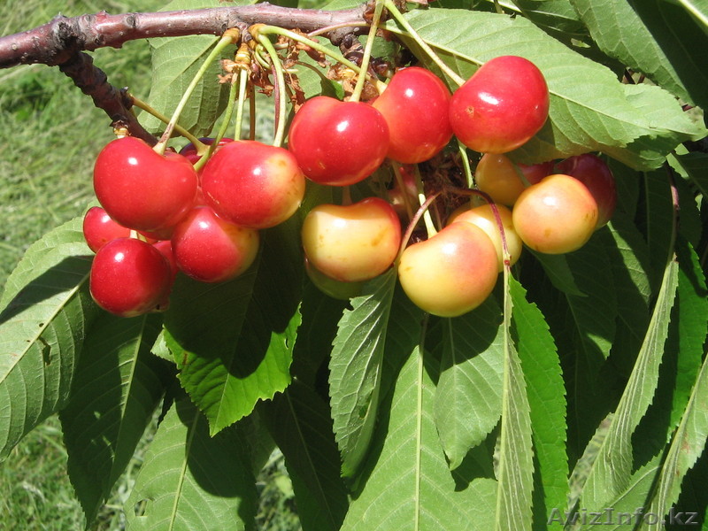 продажа саженцев плодовых культур от производителя - Изображение #1, Объявление #537219