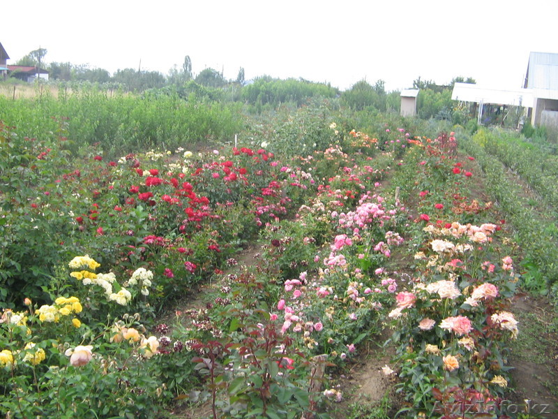 участки  в Талгарском районе - Изображение #1, Объявление #583178