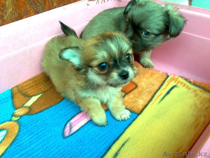 Продам мелких  щенков чихуахуа - Изображение #1, Объявление #568040