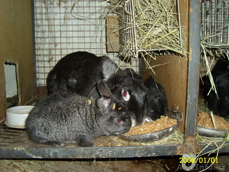 продам кроликов недорого - Изображение #1, Объявление #588197