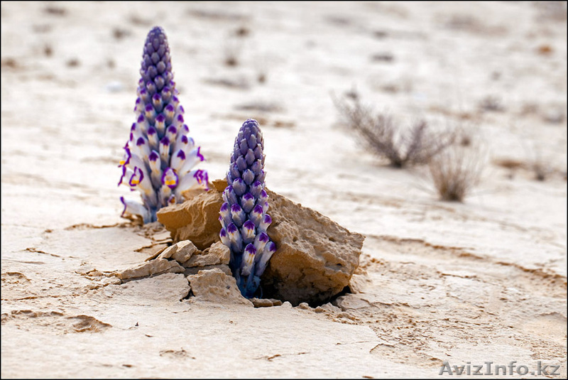 Принимаю заказ на сбор лекарственных растений "цистанхе солончаковая"( Cistanche - Изображение #1, Объявление #597341