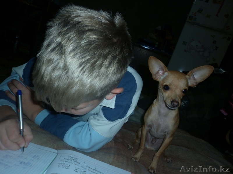 ищу суку для вязки русского той терьера.  - Изображение #1, Объявление #594338