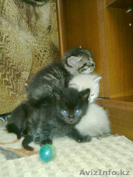 Котята ищут хозяев!!!! - Изображение #1, Объявление #614192