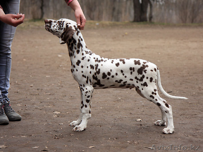 Далматина щенки с отличной родословной - Изображение #1, Объявление #622045