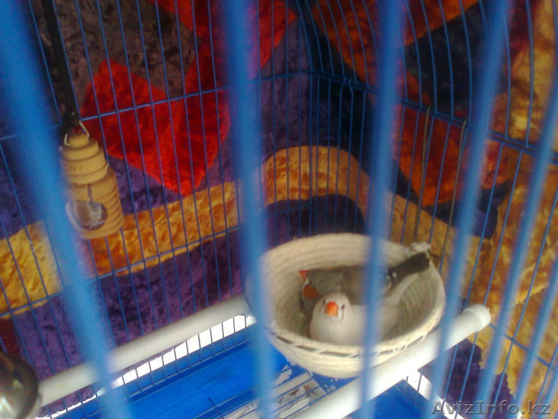 амадин зебровых продам - Изображение #1, Объявление #629565