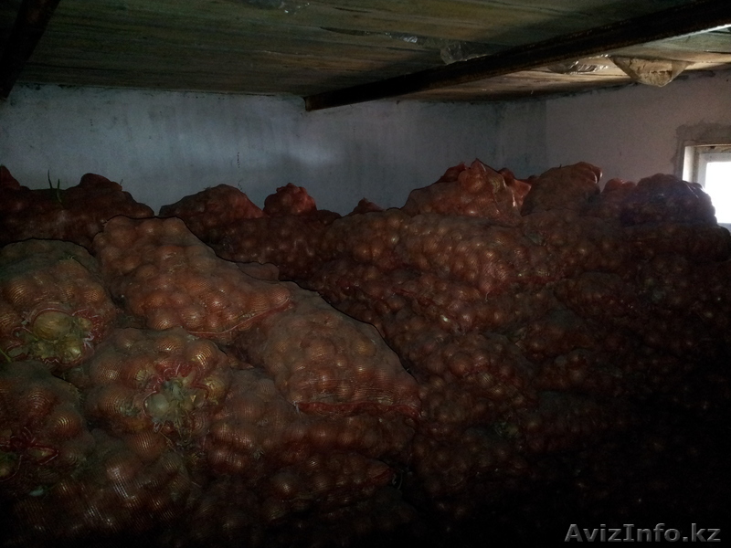 Продам Лук. Голландский сорт. - Изображение #1, Объявление #673975